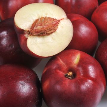 Nectarineira Olympio Georges Delbard - Prunus persica Nectarineira Olympio Georges Delbard - Prunus persica