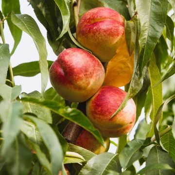 Nectarineira Flavor Top - Prunus persica-nucipersica