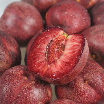 Nectarineira Sanguínea de Auvergne Georges Delbard - Prunus persica