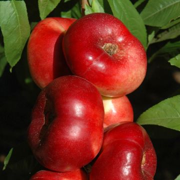 Nectarineira Sauzee King - Prunus persica