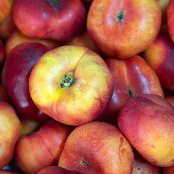 Nectarineira Plat - Prunus persica nucipersica