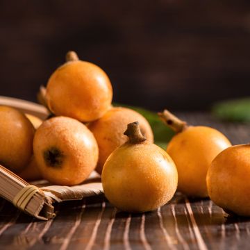 Nespereira Argelino - Eriobotrya japonica