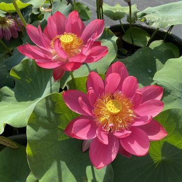 Lótus Chinese Red Jiaxing - Nelumbo nucifera