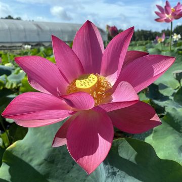 Lótus Ford's Raptor Red - Nelumbo nucifera