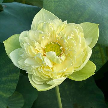 Lótus Golden Apple - Nelumbo nucifera