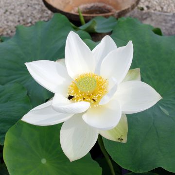 Lótus Hong Bian Yudie - Nelumbo nucifera