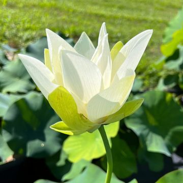Lótus Tulip Lotus - Nelumbo nucifera