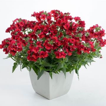 Nemésia Nesia Burgundy