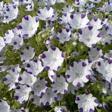 Nemophila maculata Spotty em sementes