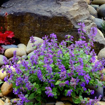 Nepeta faassenii Nova Blue