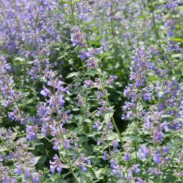 Nepeta faassenii Walkers Low