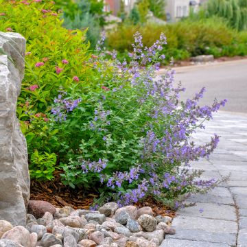 Nepeta faassenii Walkers Low