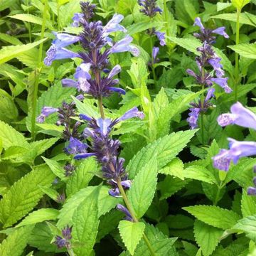 Nepeta manchuriensis Manchu Blue