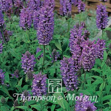 Nepeta nervosa Blue Moon em sementes
