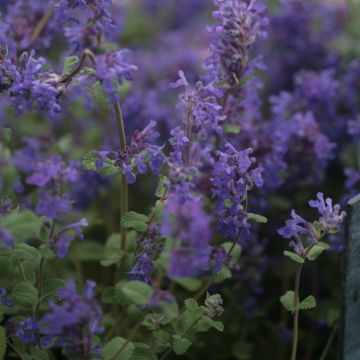 Nepeta racemosa Grog