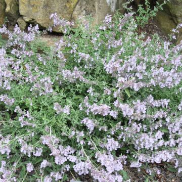 Nepeta racemosa Snowflake