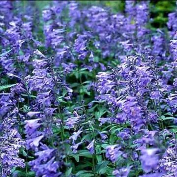 Nepeta sibirica Souvenir d'Andre Chaudron