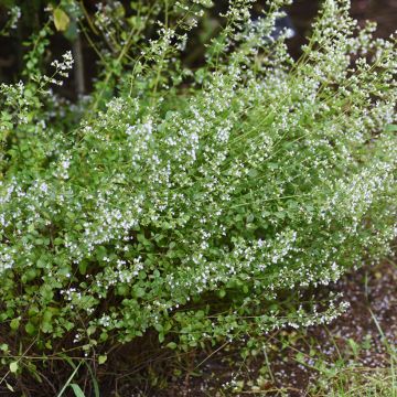 Nepeta faassenii Alba