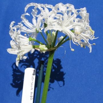 Nerine flexuosa Branca