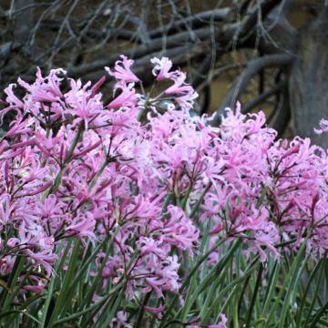 Nerine bowdenii