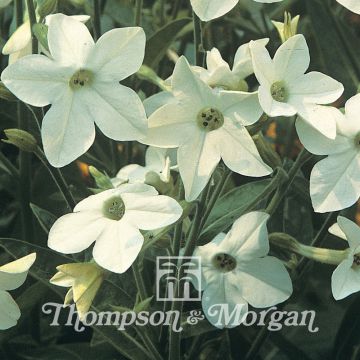 Nicotiana sanderae Fragrant Cloud em sementes