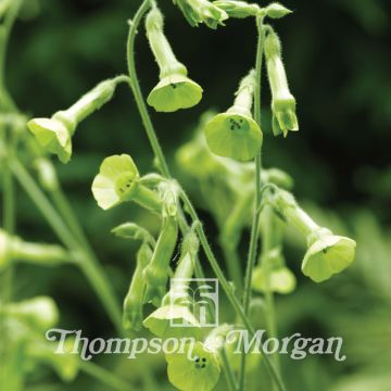 Nicotiana langsdorffii em sementes
