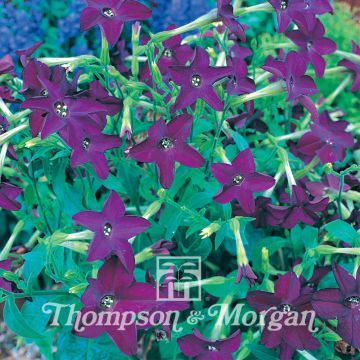 Nicotiana Perfume Deep Purple F1 Hybrid em sementes
