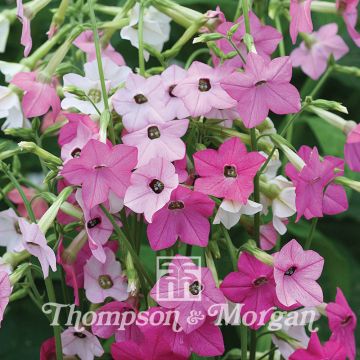 Nicotiana Whisper Mixed F1 hybrid em sementes