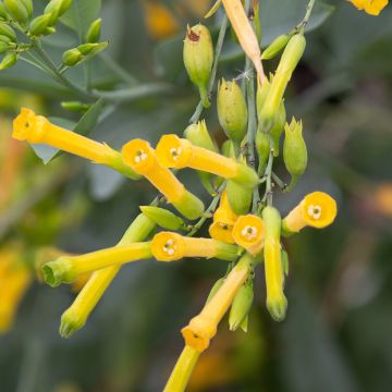 Nicotiana glauca - Tabaqueira-brava