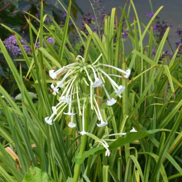 Nicotiana sylvestris em sementes - Tabaco-do-bosque