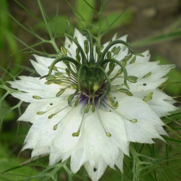 Nigella damascena Miss Jekyll Branca em sementes