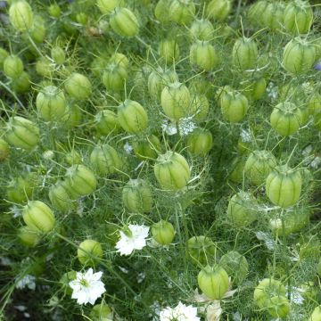 Nigella damascena Albion Green Pod em sementes biológico