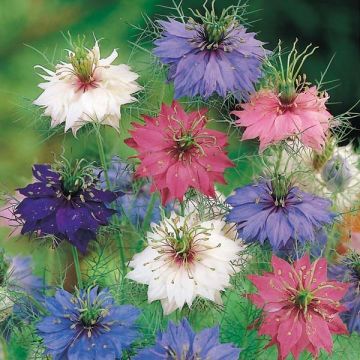 Nigella damascena Persian Jewels Mix em sementes