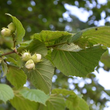 Aveleira Merveille de Bollwiller - Corylus maxima