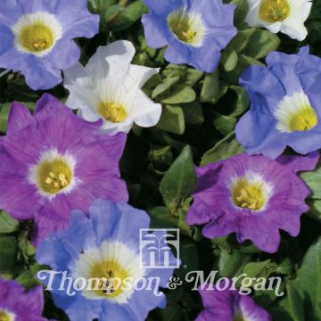 Nolana paradoxa Sun Belle Mixed em sementes