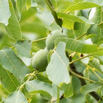 Nogueira-comum Corne - Juglans nigra