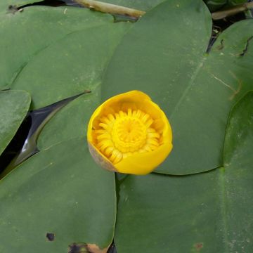 Nuphar lutea