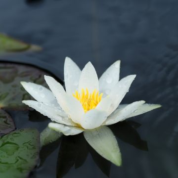 Nymphaea tetragona em sementes