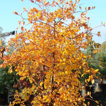 Nyssa sylvatica Autumn Cascades