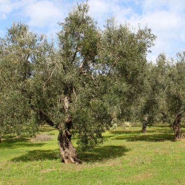 Oliveira Frantoio - Olea europaea