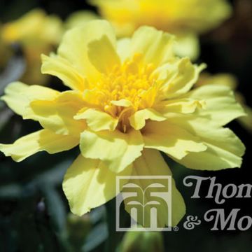 Cravo-túnico Alumia Vanilla Cream em sementes - Tagetes patula