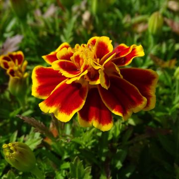 Cravo-túnico Queen Yellow Fire em minimottes - Tagetes patula