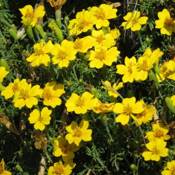 Cravo-túnico anão Lemon Gem em sementes - Tagetes tenuifolia