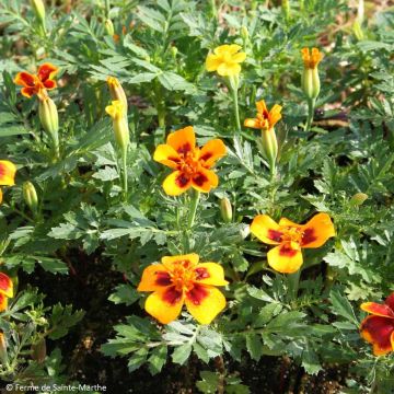 Cravo-túnico biológico - Tagetes patula