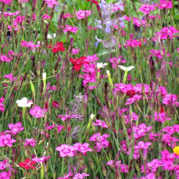 Sementes de Dianthus deltoides Micro Chips