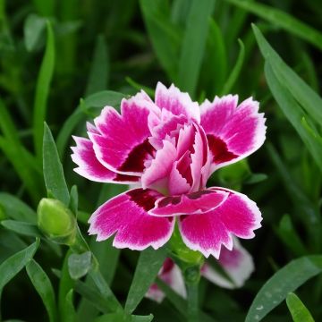 Dianthus barbatus perene Duplo Sunflor Red Esta Dianthus barbatus perene Duplo Sunflor Red Esta