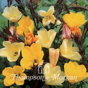 Oenothera odorata Apricot Delight em sementes