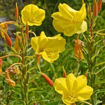 Oenothera glazioviana