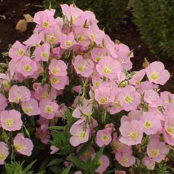 Oenothera speciosa Evening Pink em sementes