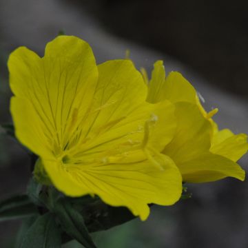Oenothera tetragona